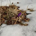 орцево Ortsevo
