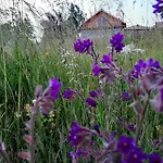 орцево Ortsevo
