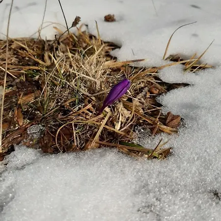 орцево Ortsevo