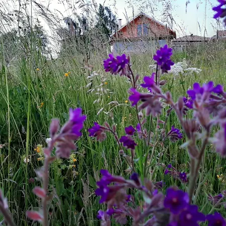 орцево Ortsevo