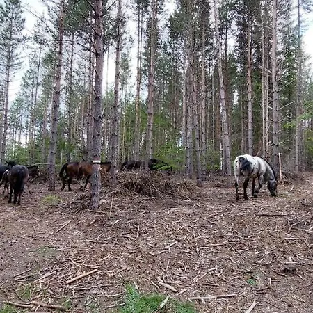 Jaktstuga орцево