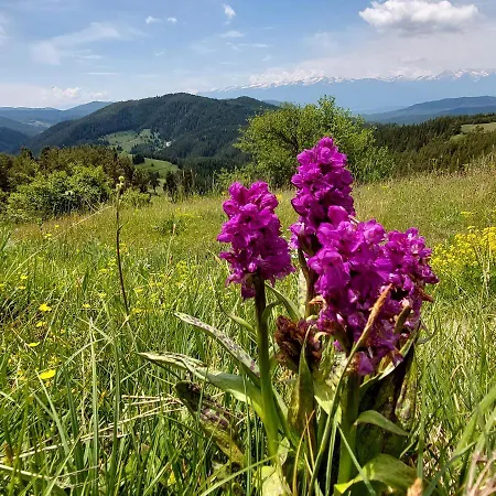 орцево Ortsevo