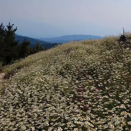орцево * Ortsevo