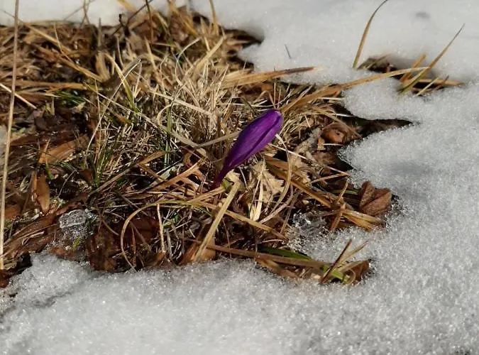 орцево Ortsevo