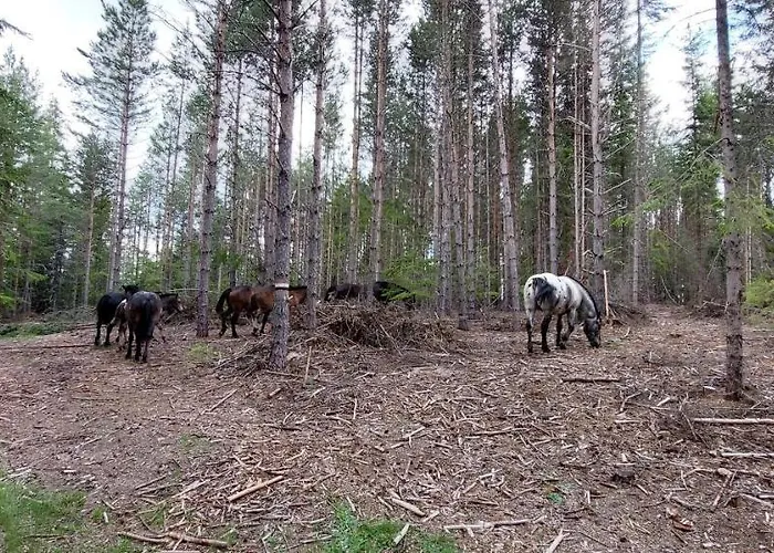 אכסניה орцево