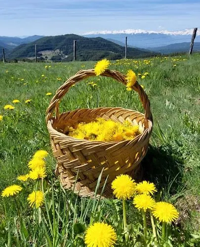 אכסניה орцево Ortsevo